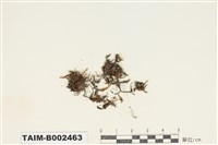 藏品(砂苔屬)的圖片